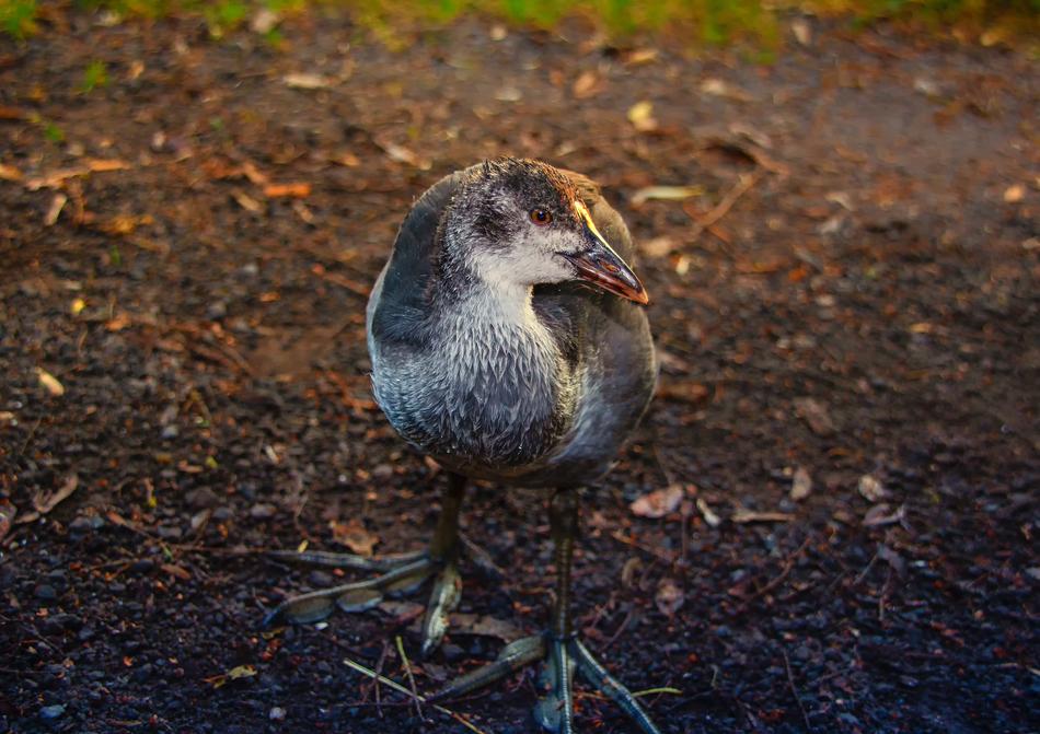 Bird Animal World Nature