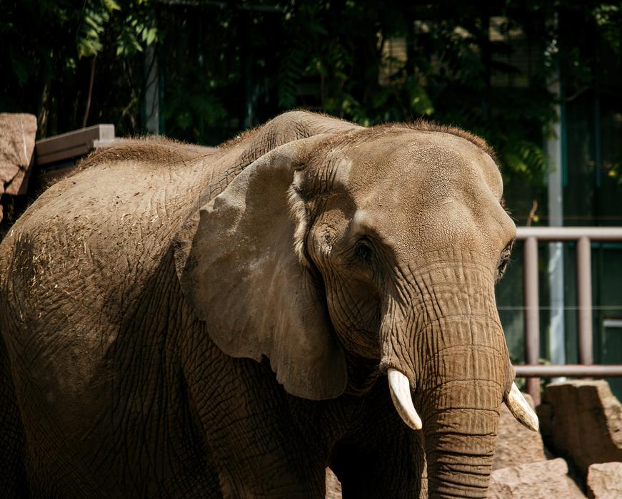 Elephant Mammal Animal
