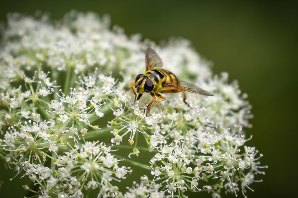 Hoverfly Insect Inflorescence