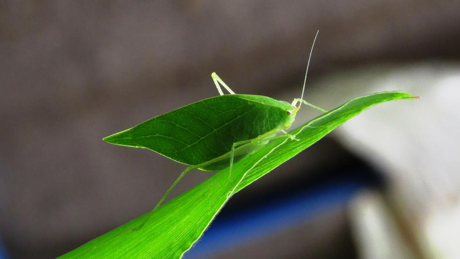 Insect Leaf Nature