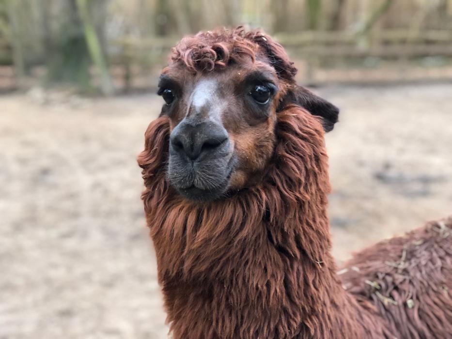 Animal Mammal Camel