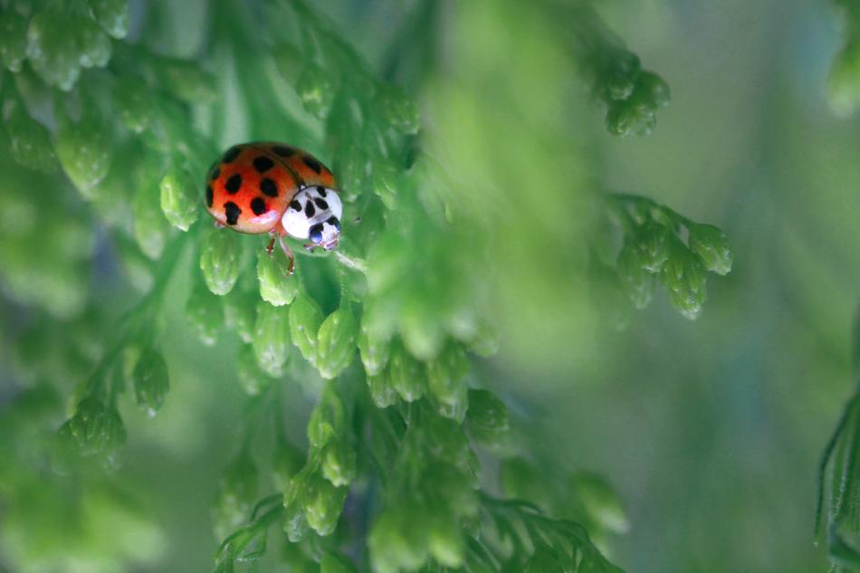 Ladybug and greenery