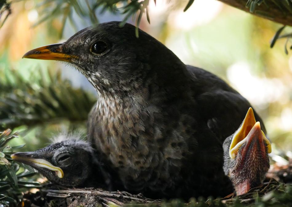 blackbirds, adult Bird with chicks on nest