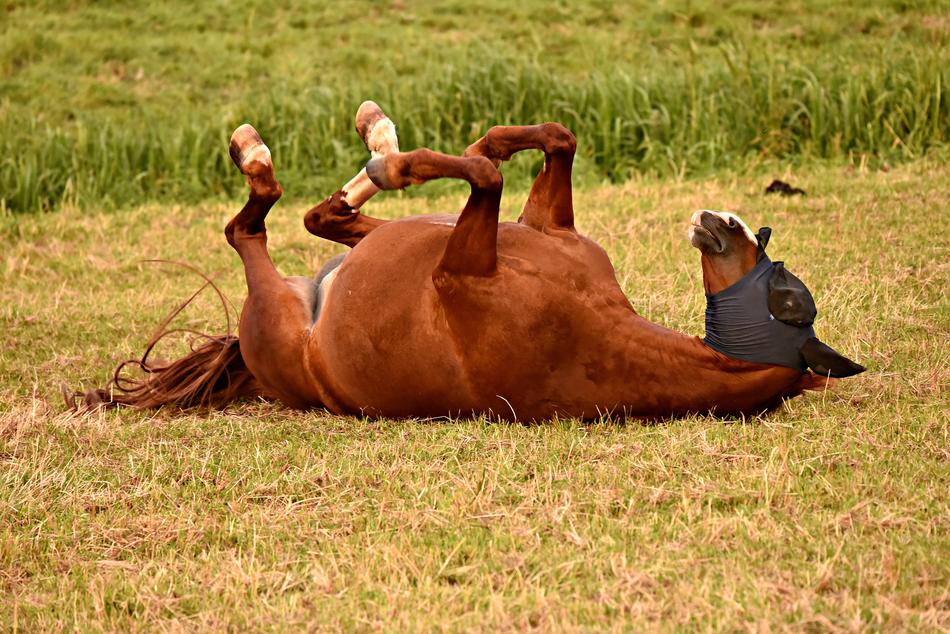 Horse Animal rolling on grass