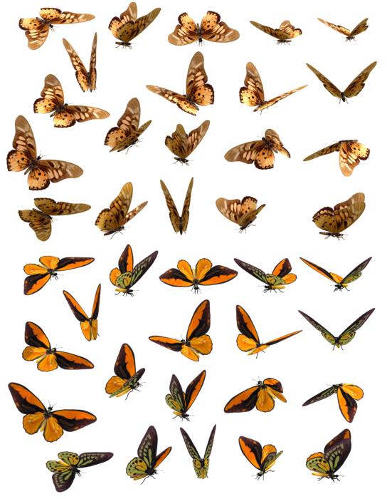 illustration of orange butterflies on white background