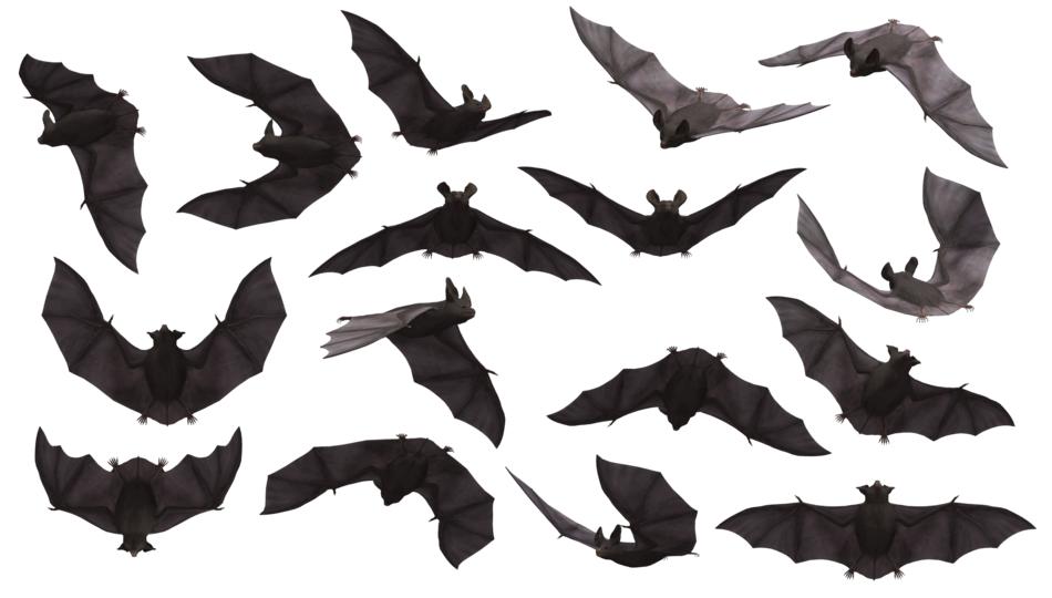 flying mice flock