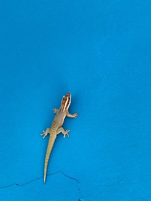 Outdoors Reptile Travel