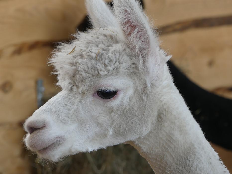 Alpaca Animal Zoo