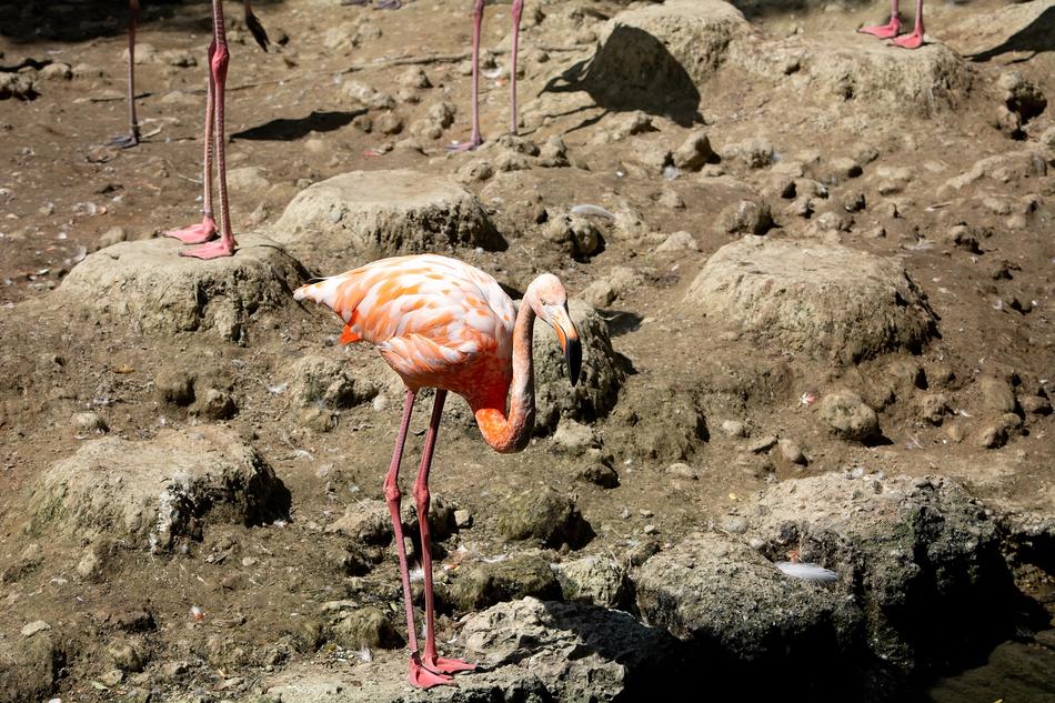 Salmon Flamingo Bird