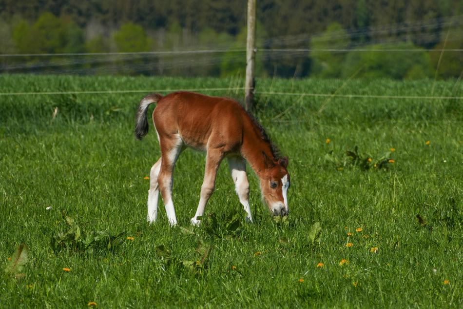 Colt Browsing Pony Foal Brown