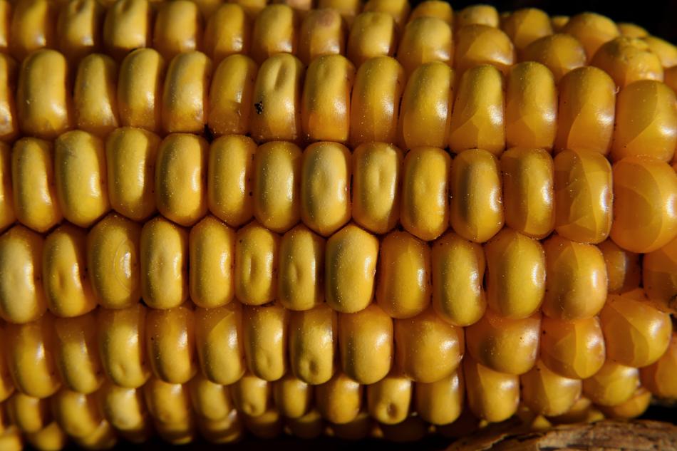 close up of the corn is delicious