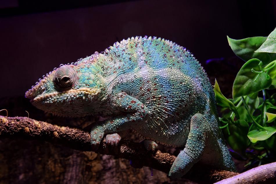 Panther Chameleon creature