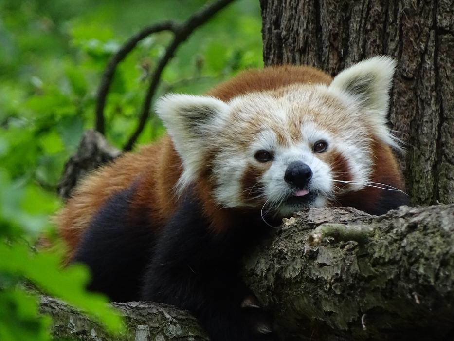 Red Panda Zoo Brno Mammal