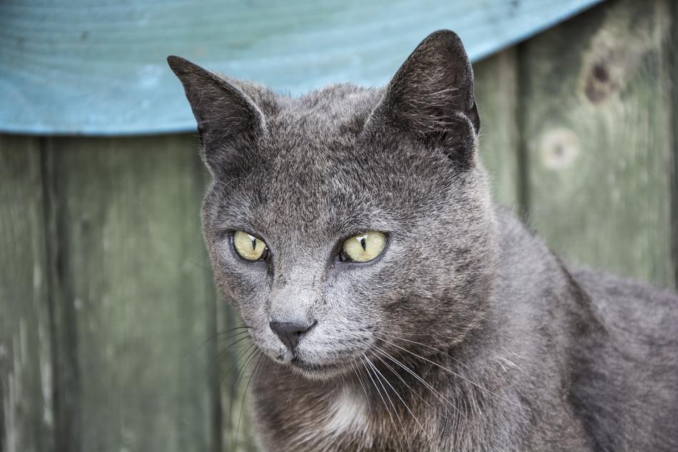 Animals Cat Mammals