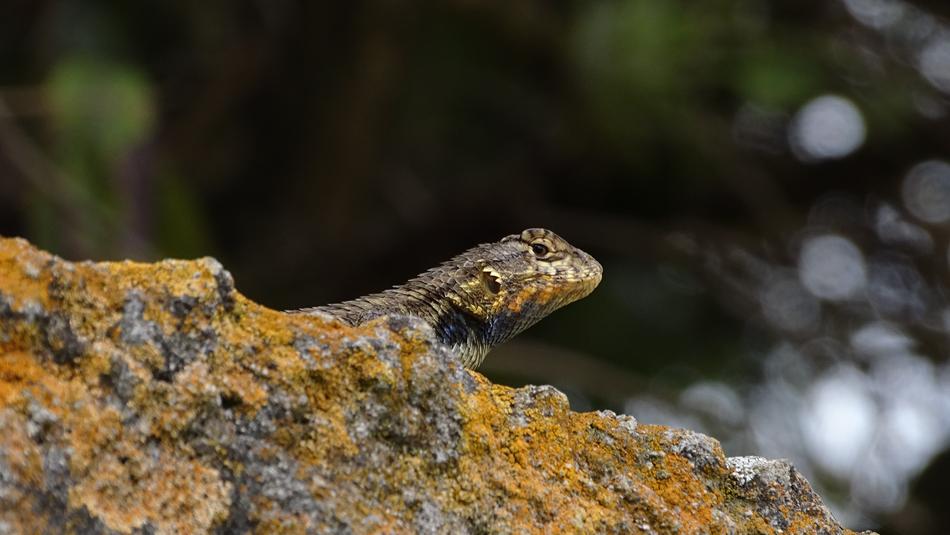 Lizard Amphibious Texture