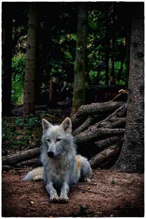 Wolf White
