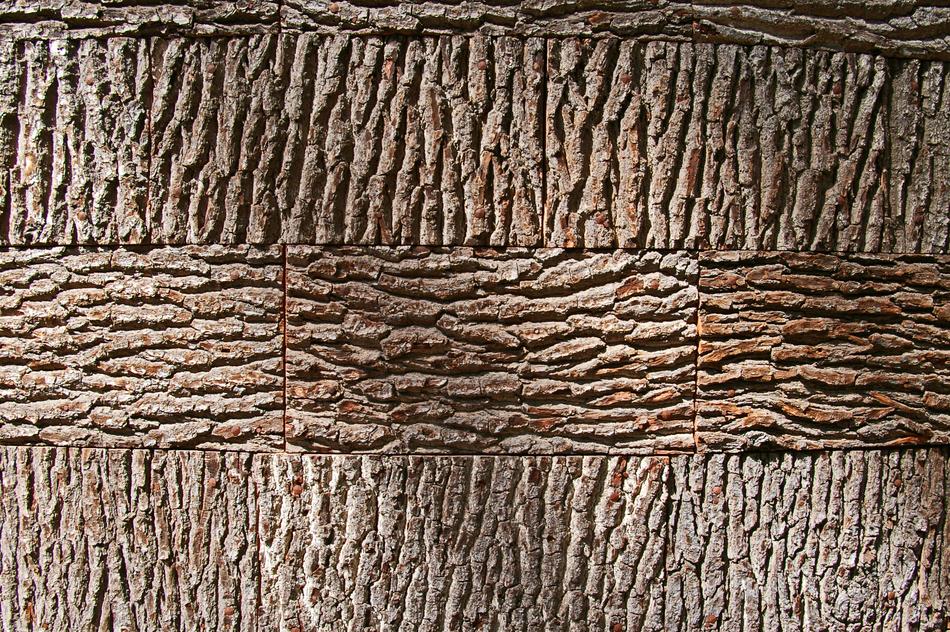 Tree Bark Background