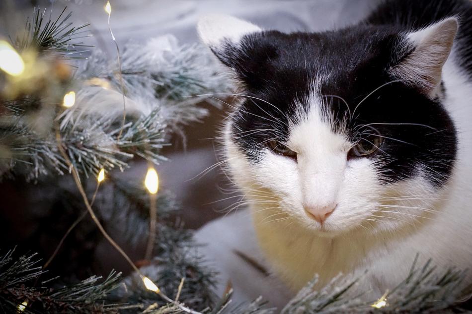 Christmas Cat Animal