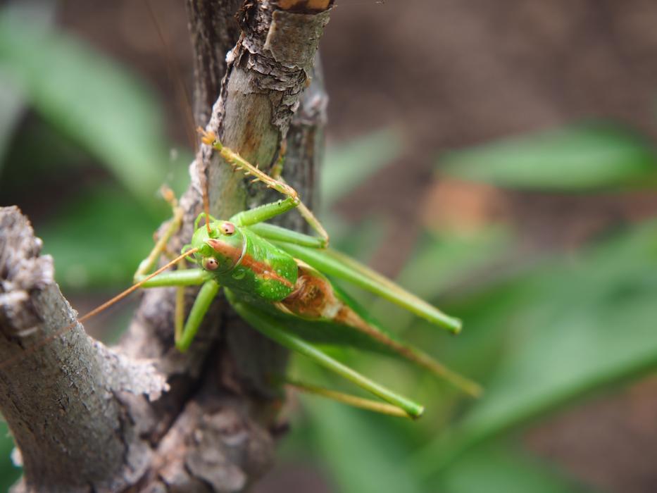 Grasshopper Green Garden