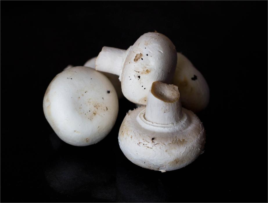 white mushroom on a black background