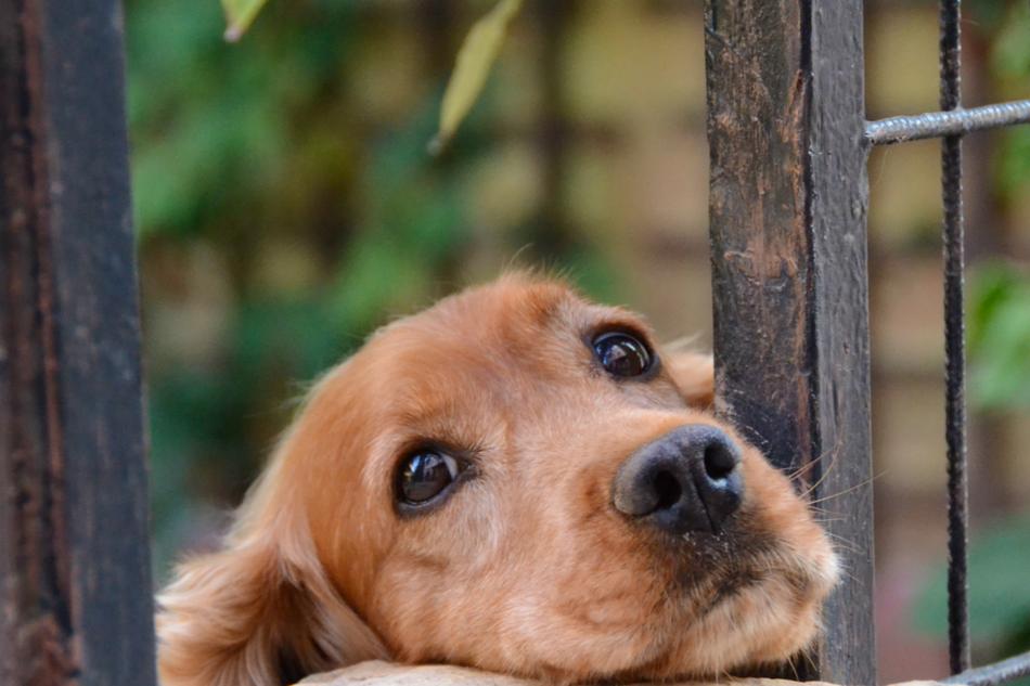 Dog Friend Cute