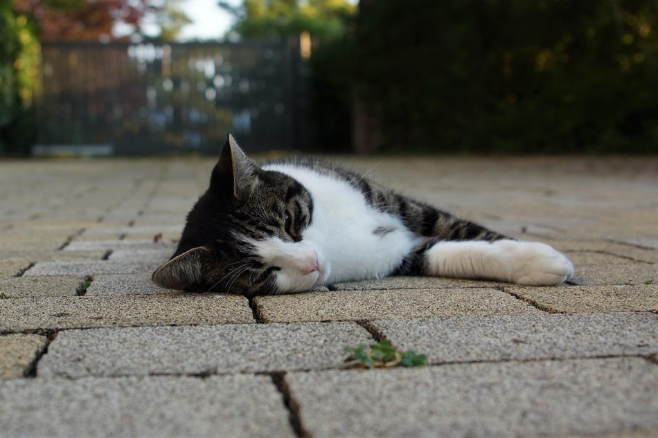 Cat Concerns Lazy