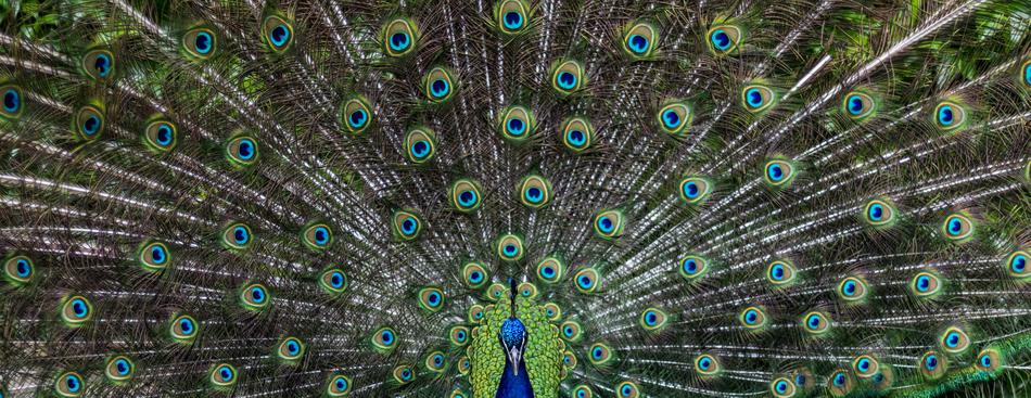 Peacock Bird Pen