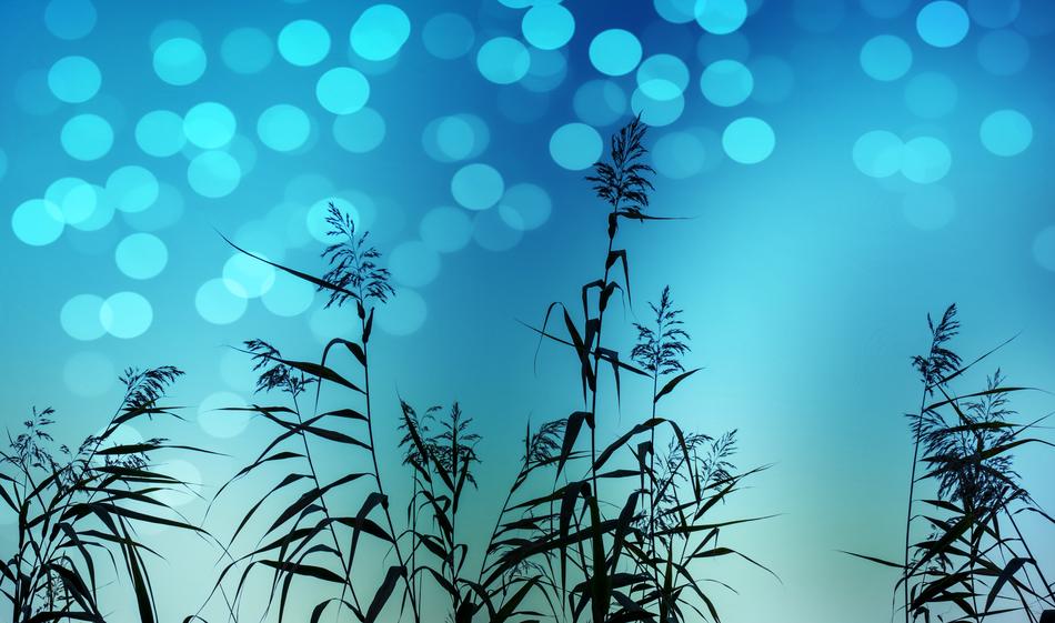 background lights reed blue color