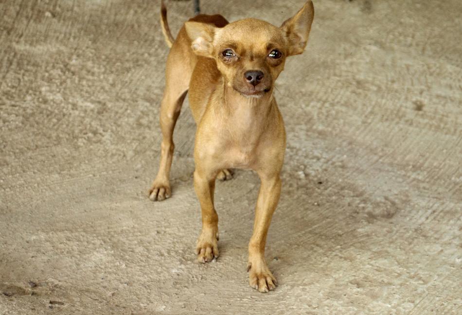 small domestic dog