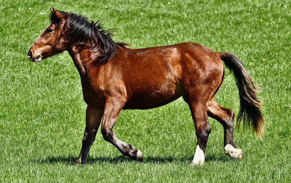 Horse Ride Equestrian walking on grass