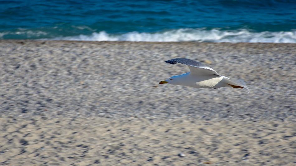 Seagull Sea Beach