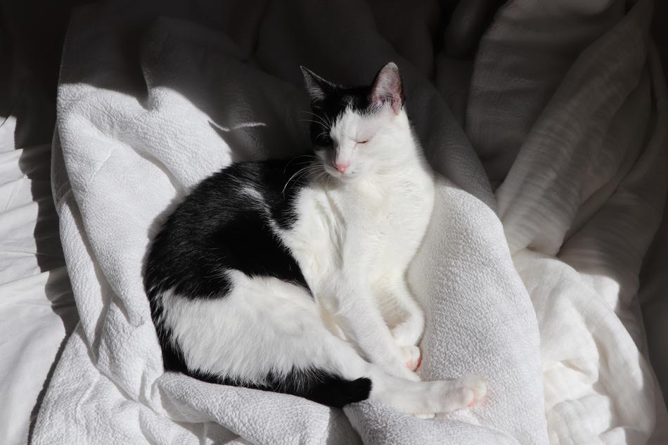 black and white Cute Cat