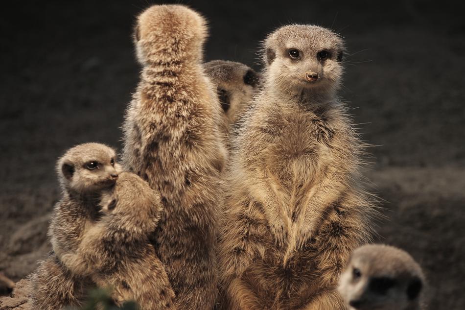 Meerkat Family Warm