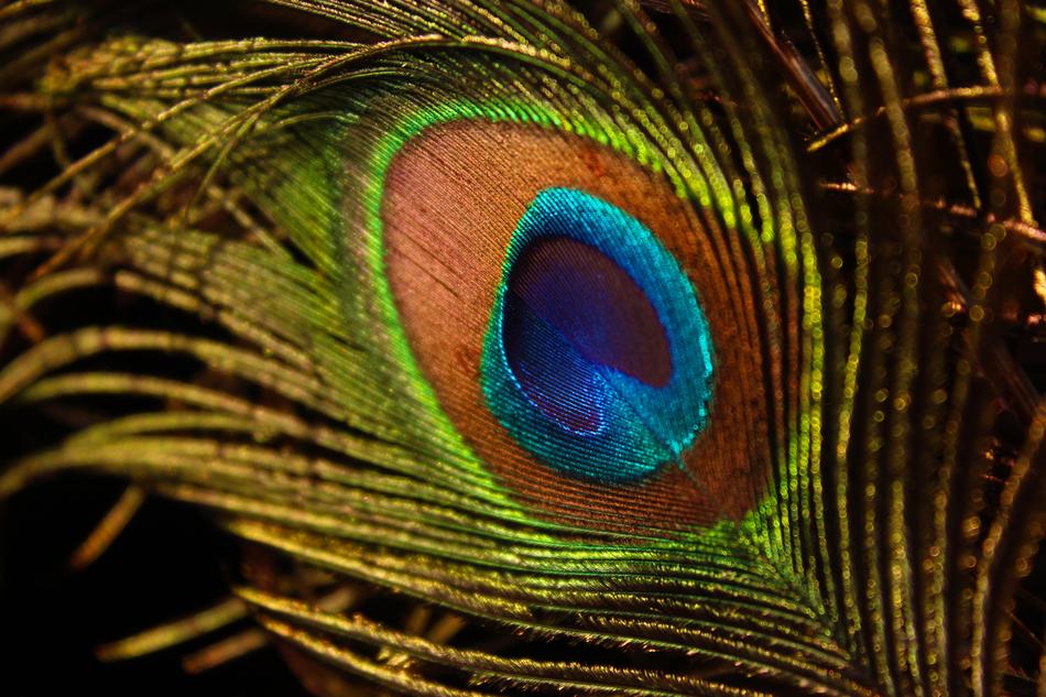 Peacock Feather Wing Bird