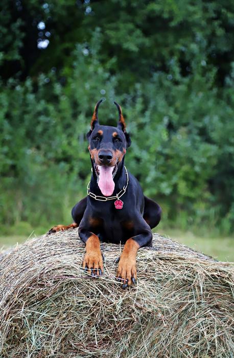 Doberman Dog Haystack