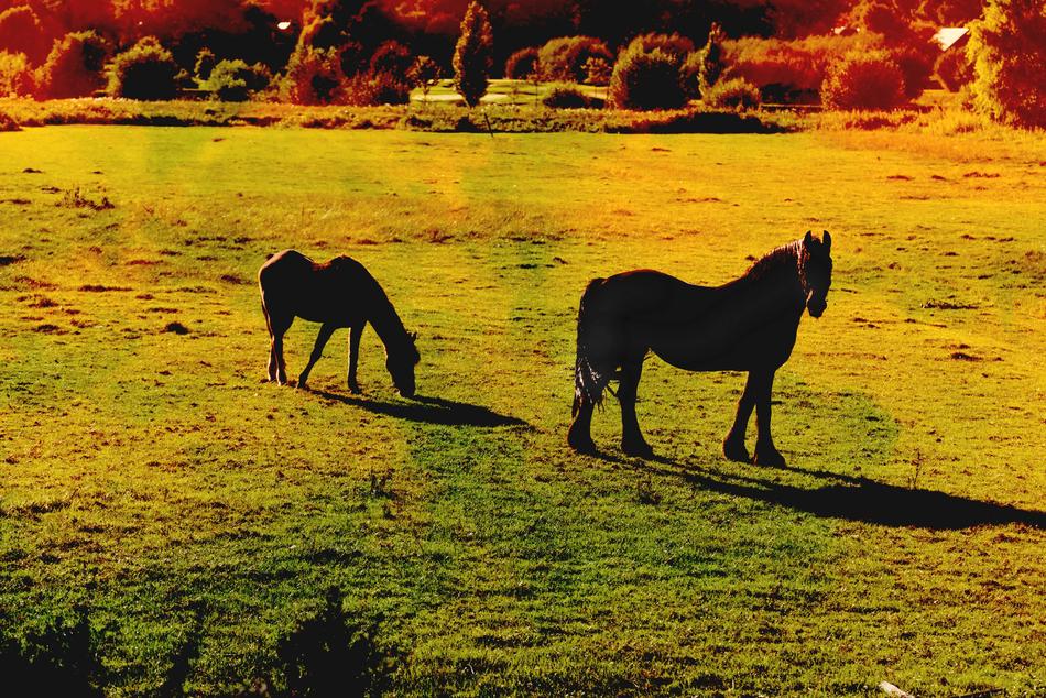 Horse Animal Mammal