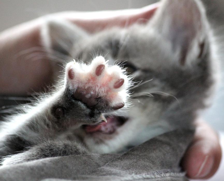 Chartreux Hybrid Cat