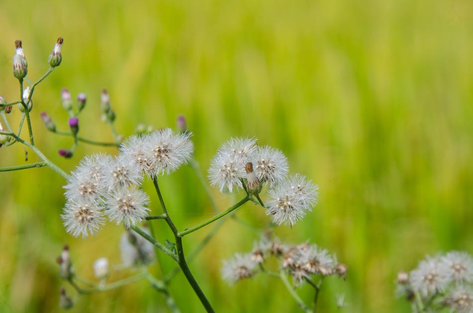Beautiful Flowers Dandelion