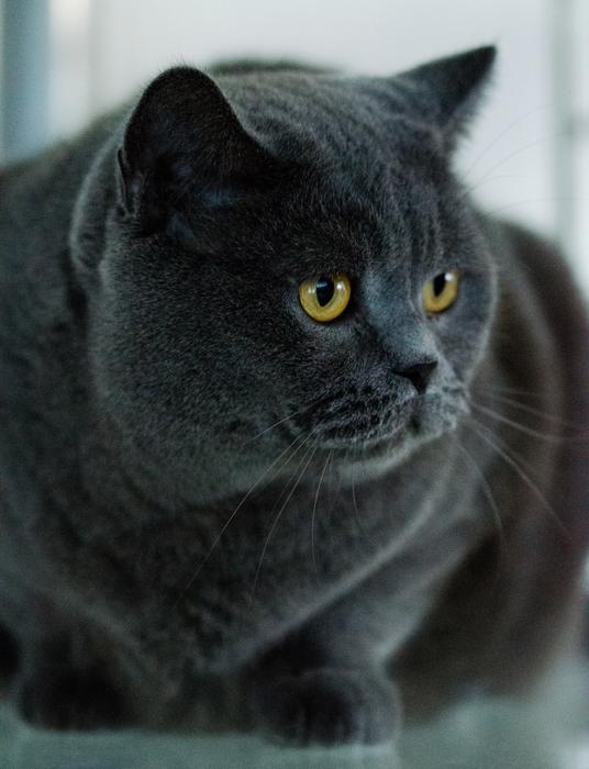 Cat Pet Domestic
