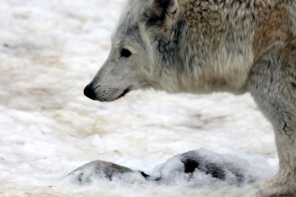 Wolf White Polar
