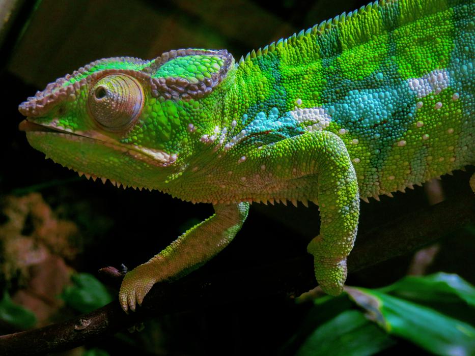 green beautiful chameleon