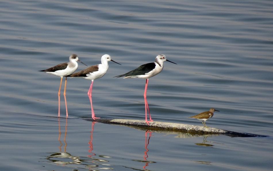 Bird Black-Winged Stilt Common