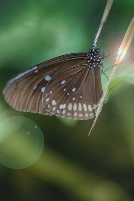 Butterfly Macro Insect Animal world