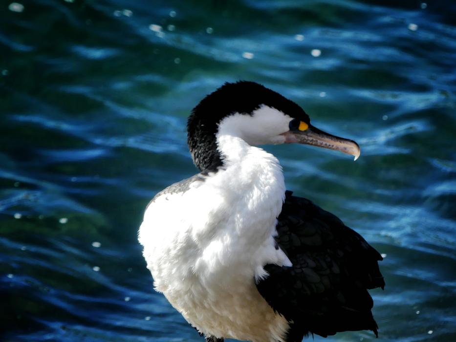 Bird New Zealand