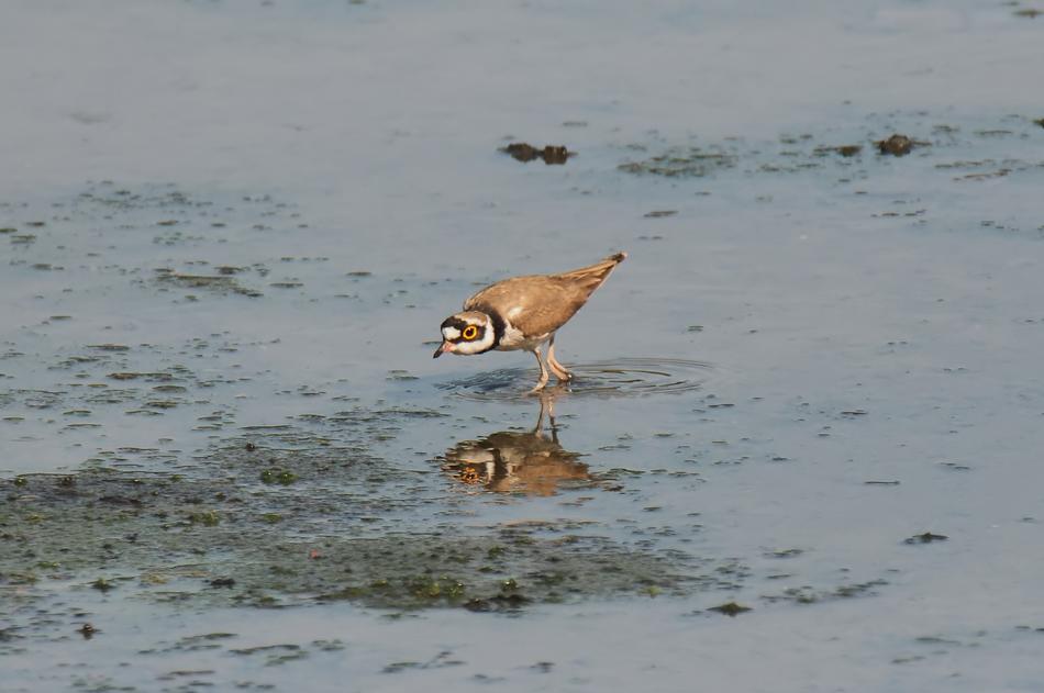small bird running on water