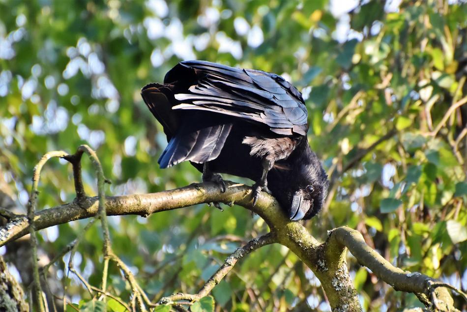 Raven Crow Bird Common