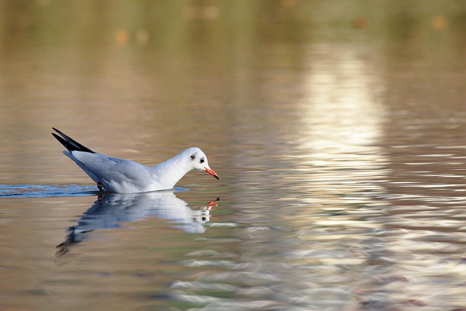 Seagull Lake Water