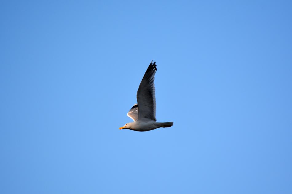 Seagull Bird Sky