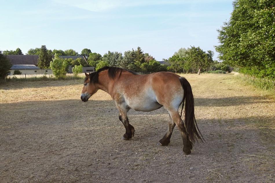 Pasture Horse Cold Blooded Animals