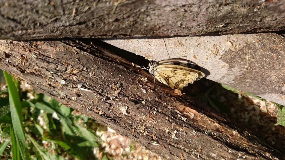 Butterfly on wood log